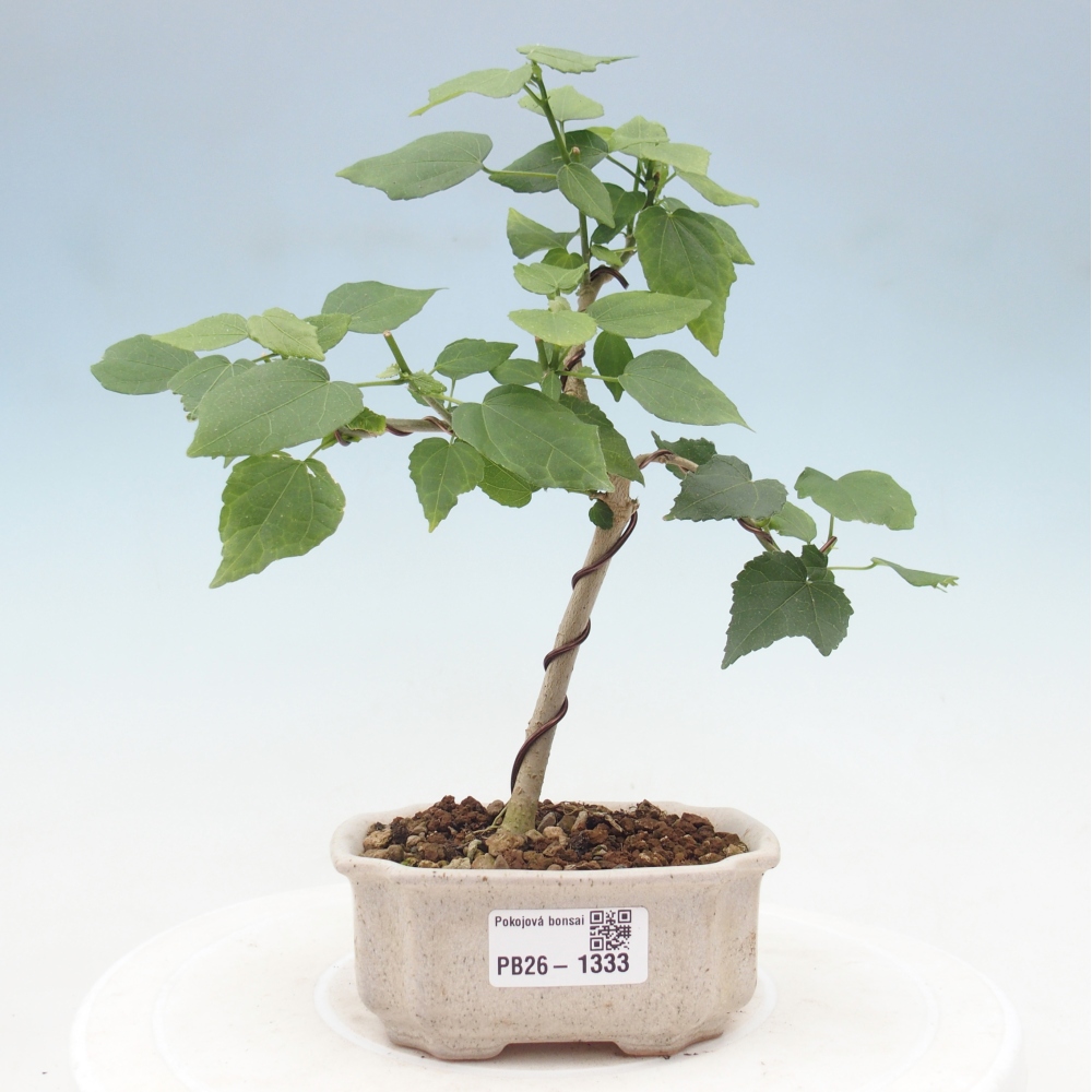 Pokojová bonsai - Malvaviscus arboreus - ibiškovec dřevnatý