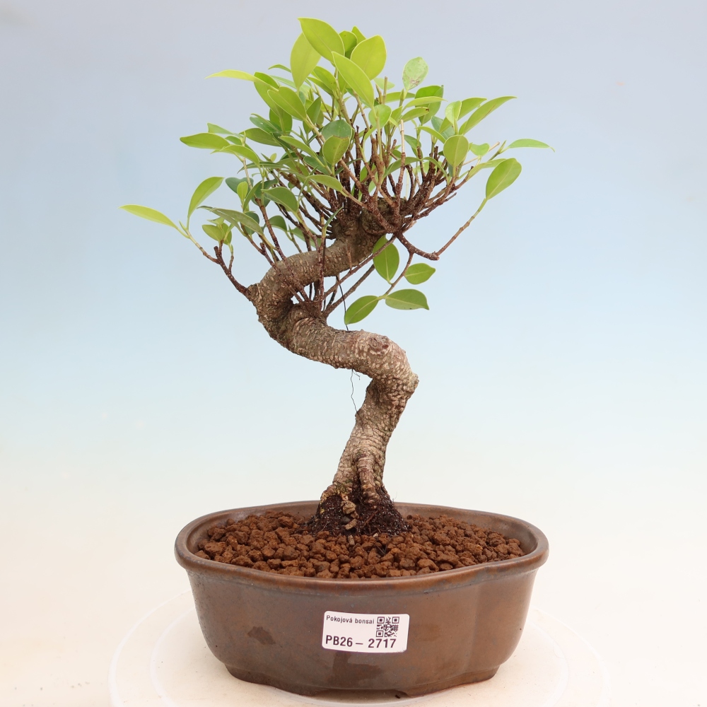 Pokojová bonsai - Ficus kimmen -  malolistý fíkus