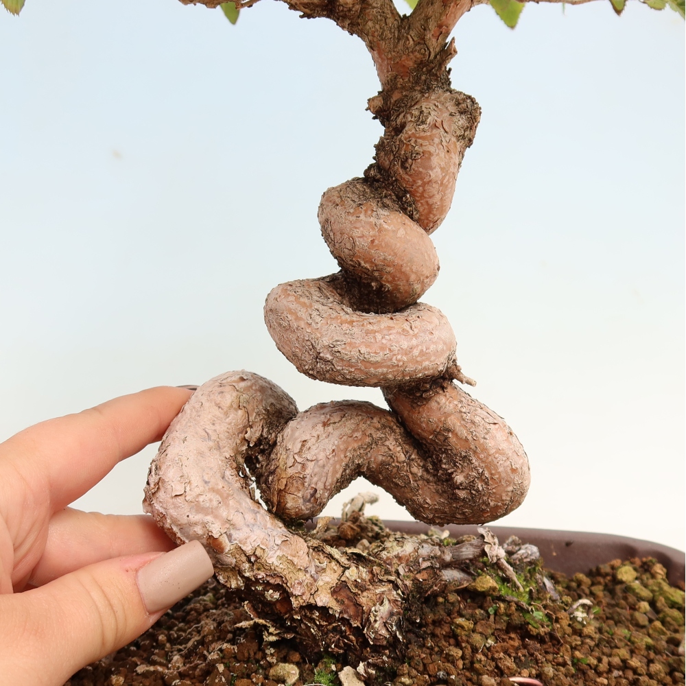 Venkovní bonsai -Carpinus CARPINOIDES - Habr korejský