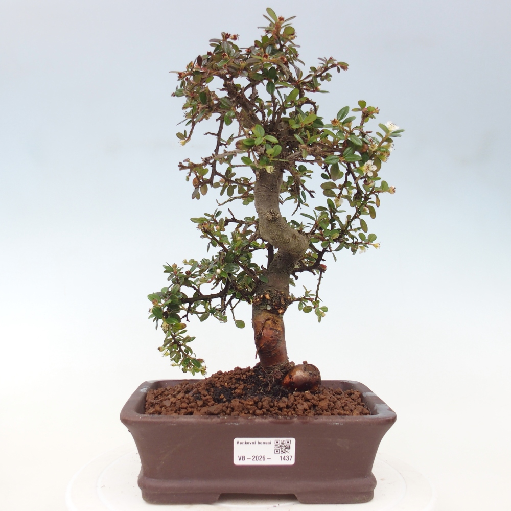 Venkovní bonsai-Cotoneaster dammeri - Skalník Damerův