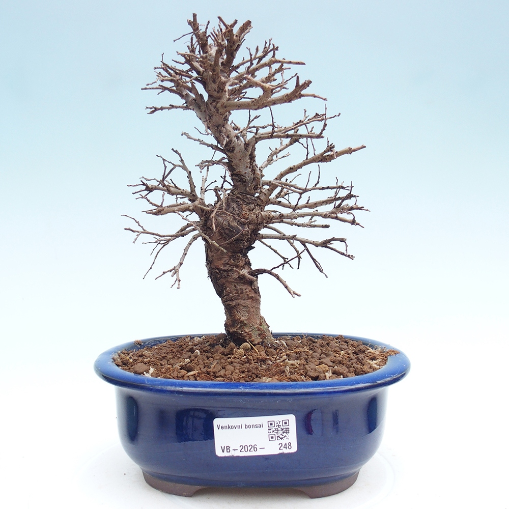 Venkovní bonsai - Zelkova - Zelkova NIRE
