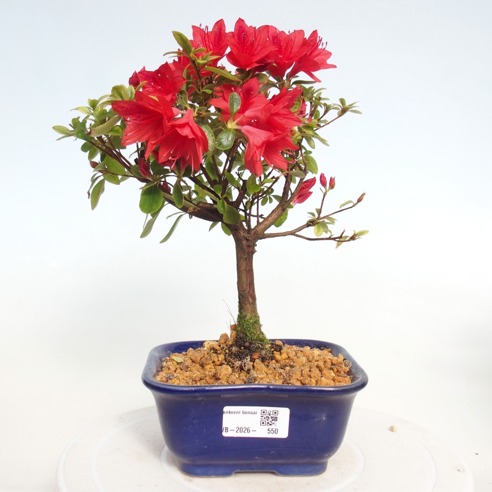 Venkovní bonsai - Japonská azalka - Azalea sp.