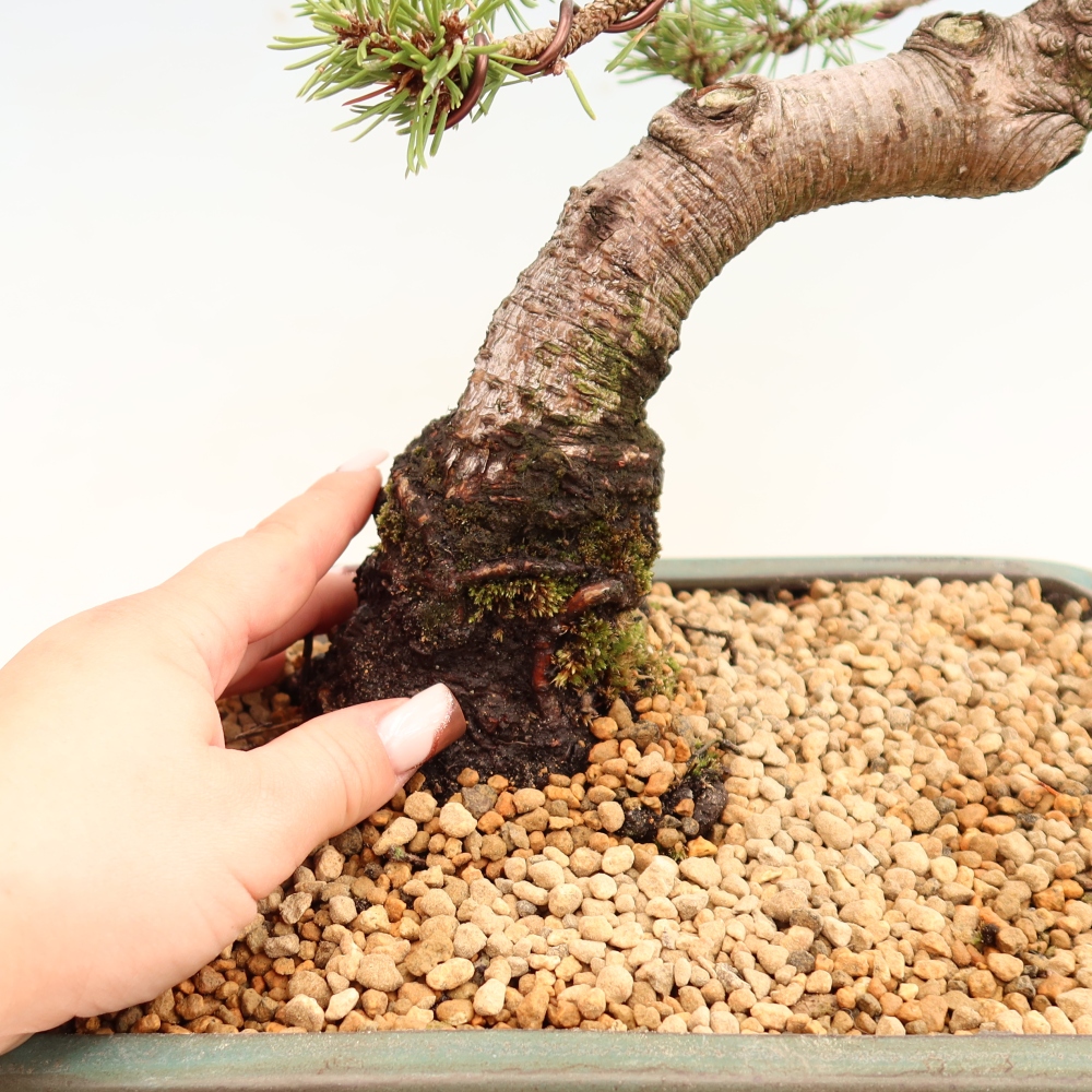 Venkovní bonsai - Pinus mugo Humpy  - Borovice kleč