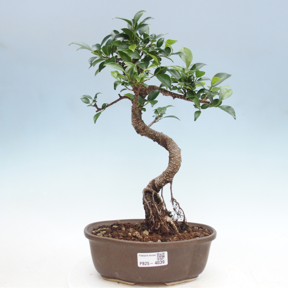 Pokojová bonsai - Ficus retusa -  malolistý fíkus