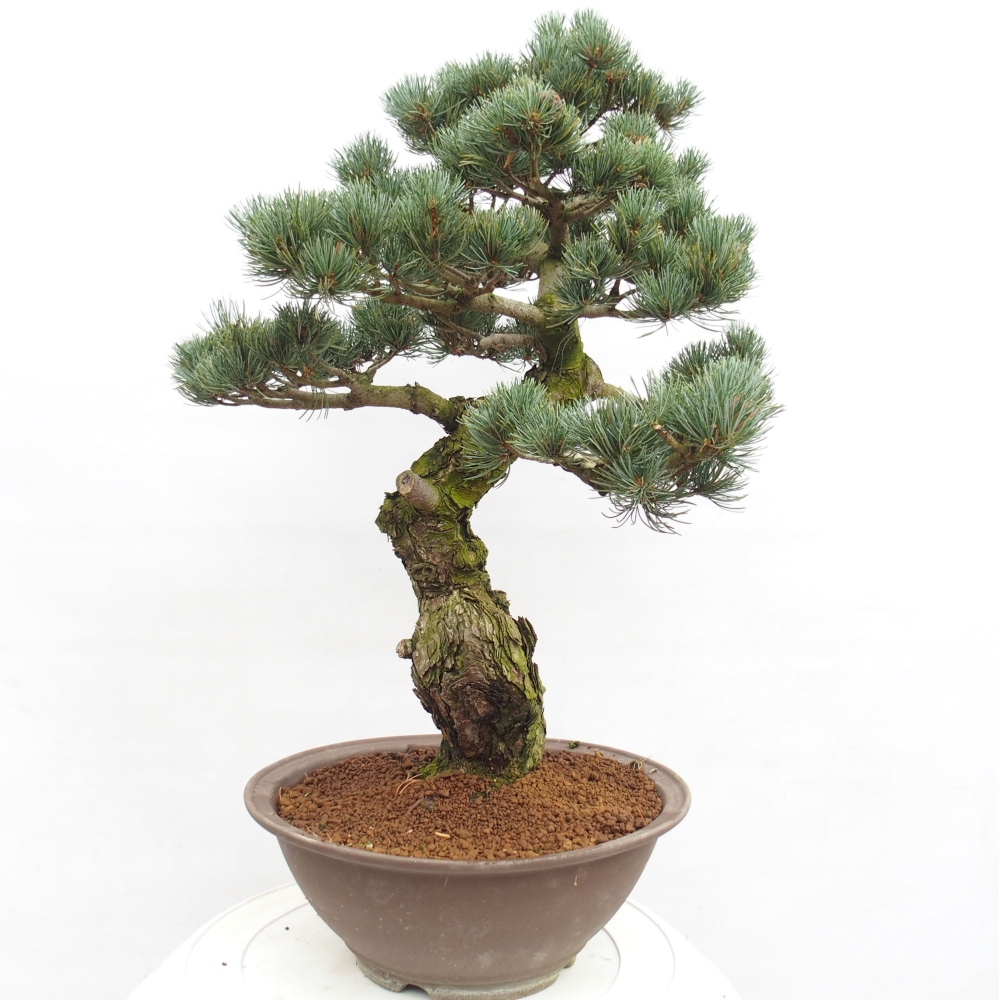 Venkovní bonsai - Pinus parviflora - Borovice drobnokvětá