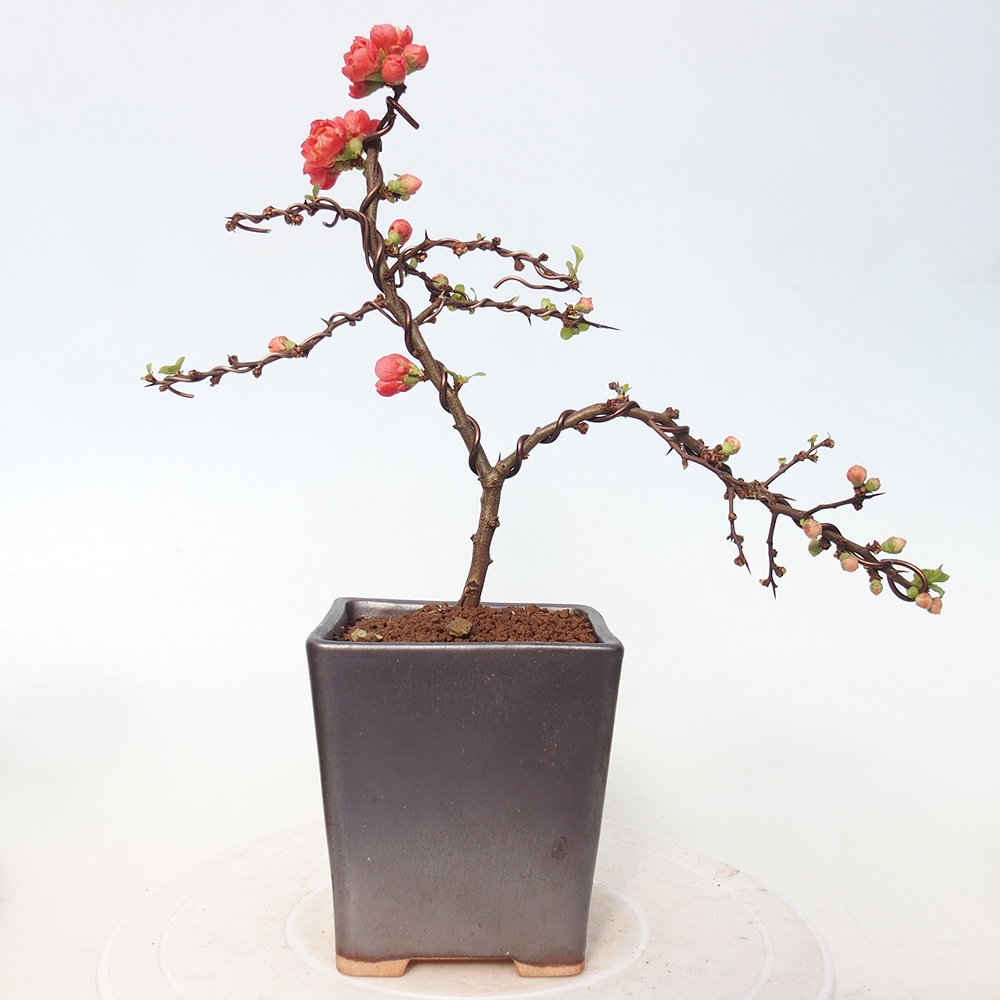 Venkovní bonsai - Chaneomeles s. Red Joy - Kdoulovec 