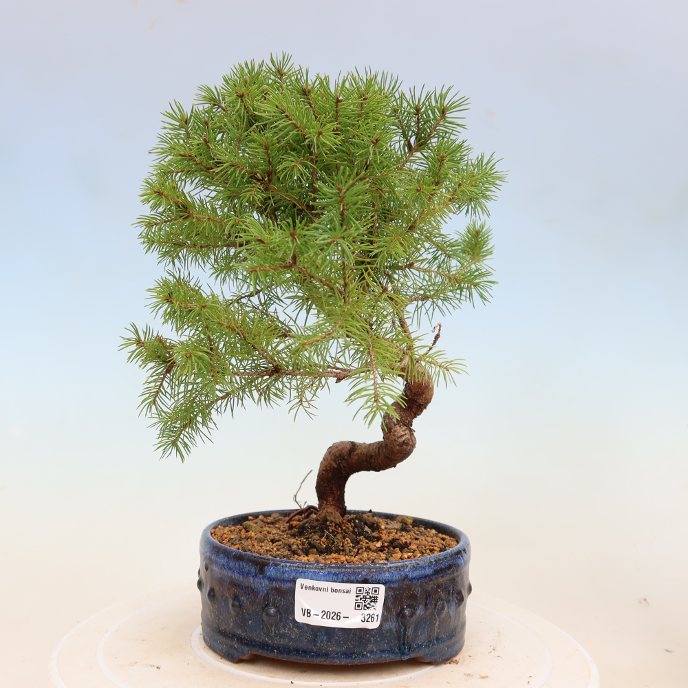 Venkovní bonsai- Smrk kulovitý - Picea glauca globe