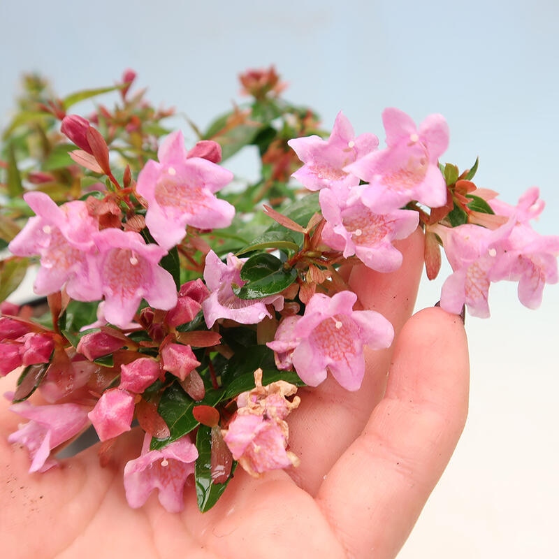 Venkovní bonsai - Abelia Grandiflora - Abélie velkokvětá