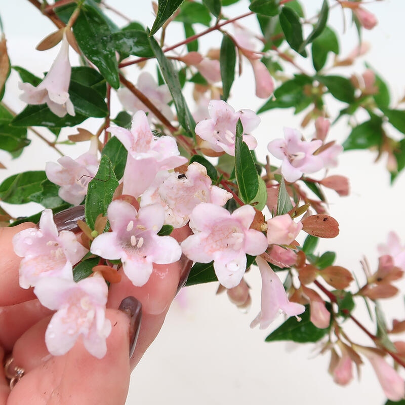 Venkovní bonsai - Abelia Grandiflora - Abélie velkokvětá