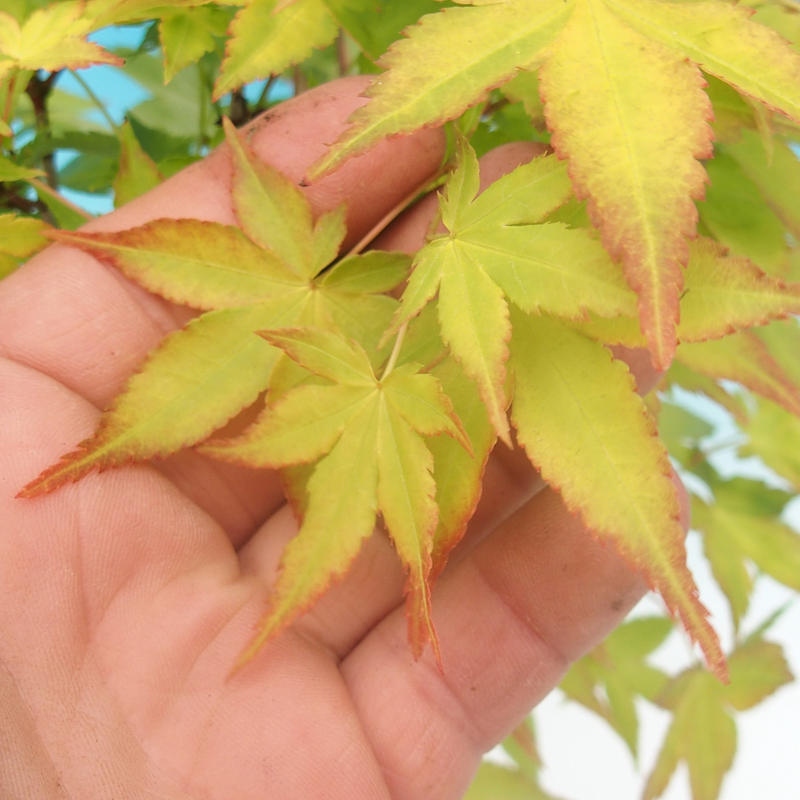 Venkovní bonsai - Acer palmatum Aureum - Javor dlanitolistý zlatý