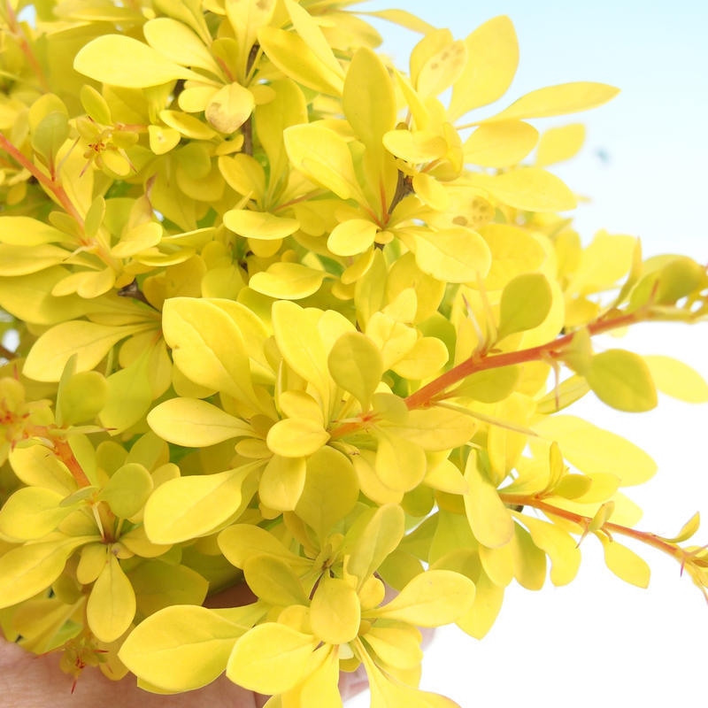 Venkovní bonsai - Berberis thunbergii - Dřištál