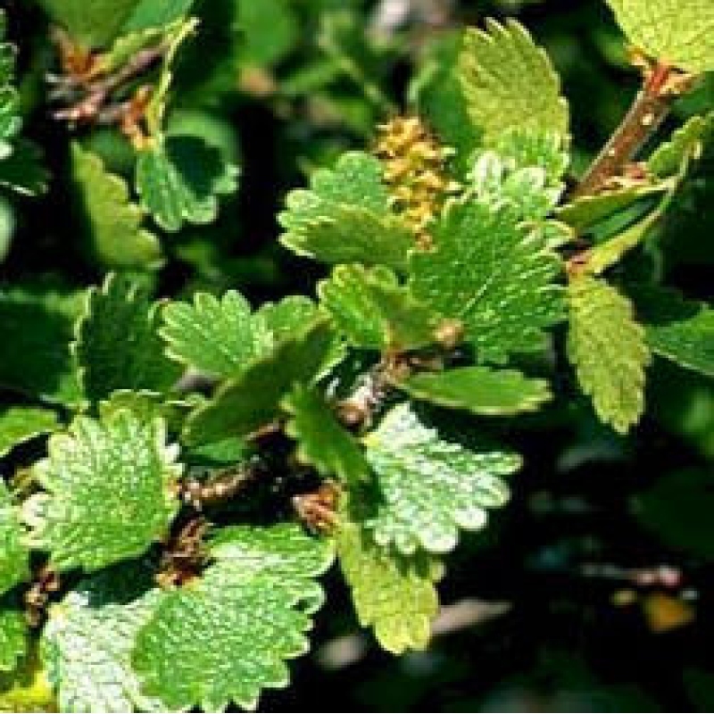 Venkovní bonsai - bříza trpasličí - Betula NANA Treasure