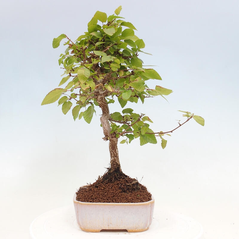 Venkovní bonsai -Carpinus CARPINOIDES - Habr korejský