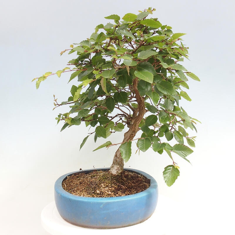Venkovní bonsai -Carpinus CARPINOIDES - Habr korejský