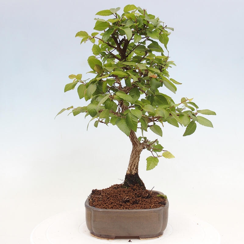 Venkovní bonsai -Carpinus CARPINOIDES - Habr korejský