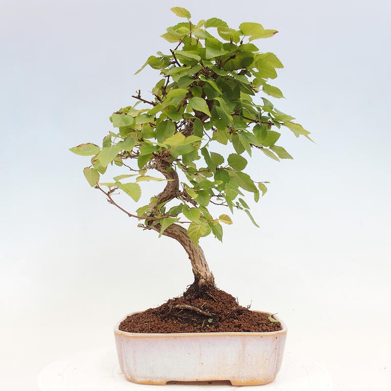 Venkovní bonsai -Carpinus CARPINOIDES - Habr korejský