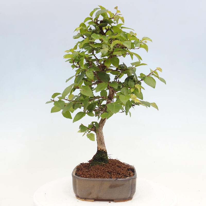 Venkovní bonsai -Carpinus CARPINOIDES - Habr korejský