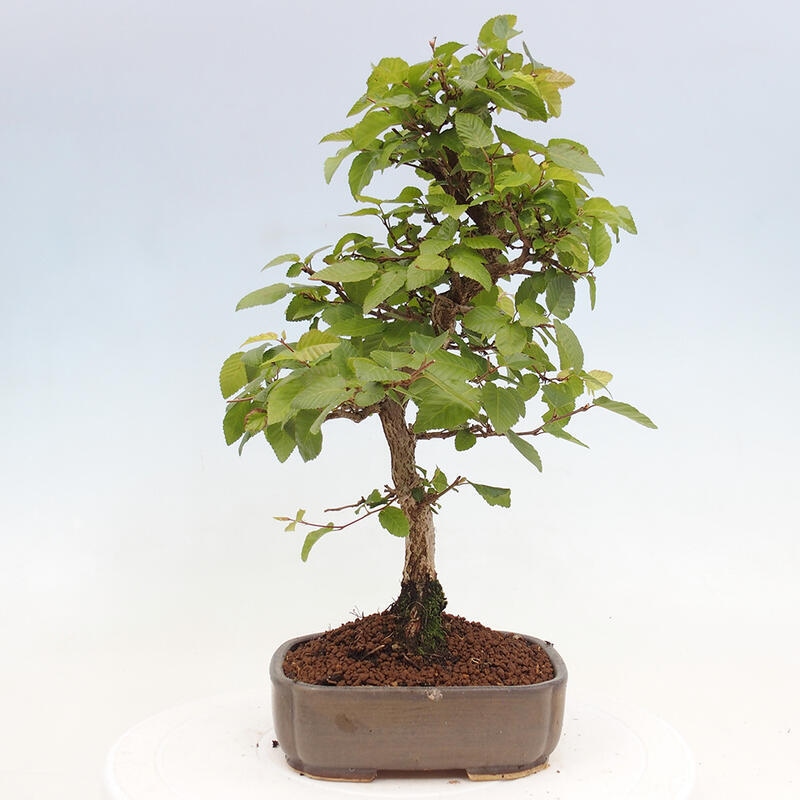Venkovní bonsai -Carpinus CARPINOIDES - Habr korejský