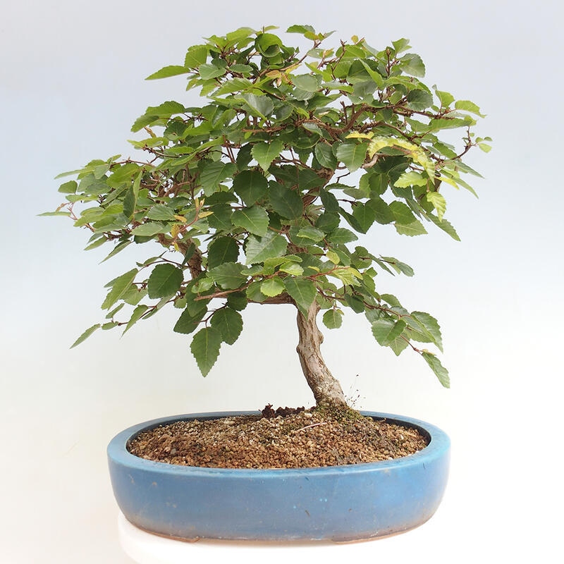 Venkovní bonsai -Carpinus CARPINOIDES - Habr korejský