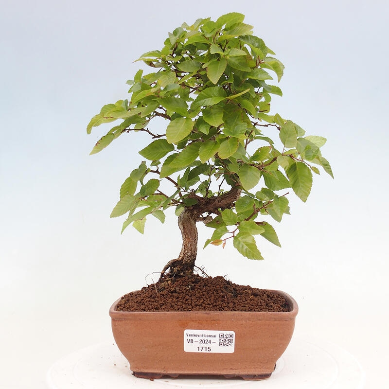 Venkovní bonsai -Carpinus CARPINOIDES - Habr korejský
