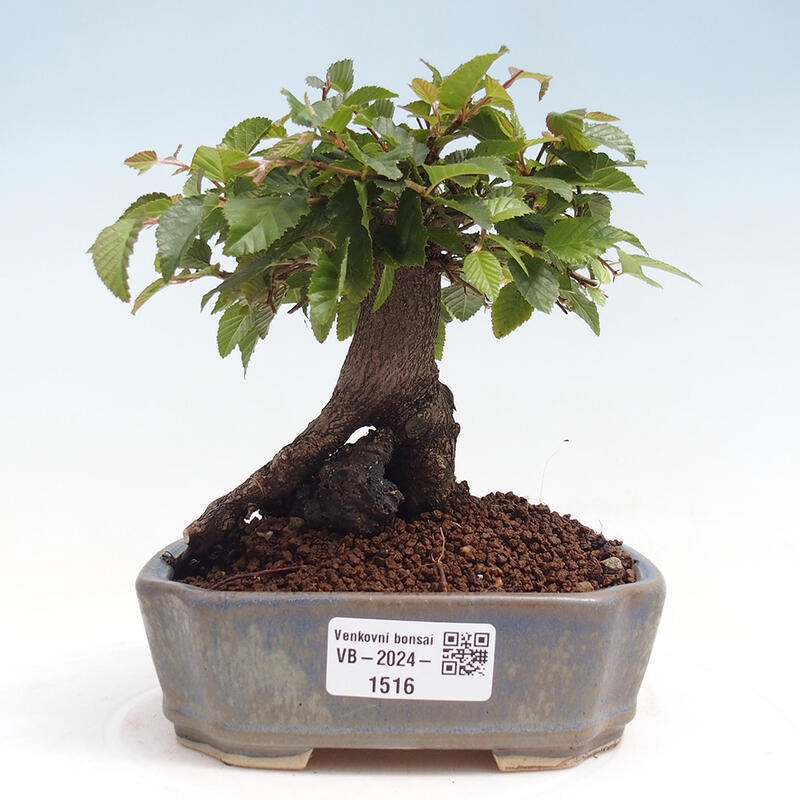 Venkovní bonsai -Carpinus CARPINOIDES - Habr korejský
