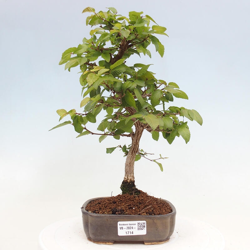 Venkovní bonsai -Carpinus CARPINOIDES - Habr korejský