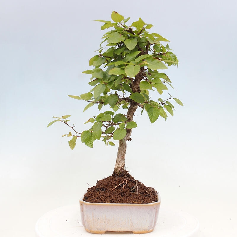 Venkovní bonsai -Carpinus CARPINOIDES - Habr korejský