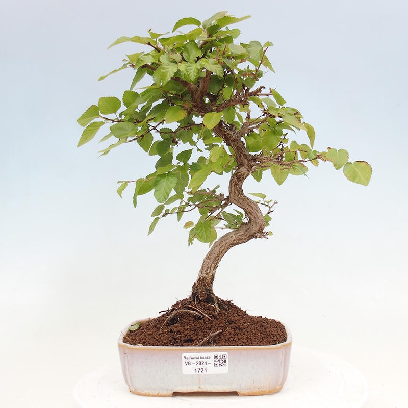 Venkovní bonsai -Carpinus CARPINOIDES - Habr korejský