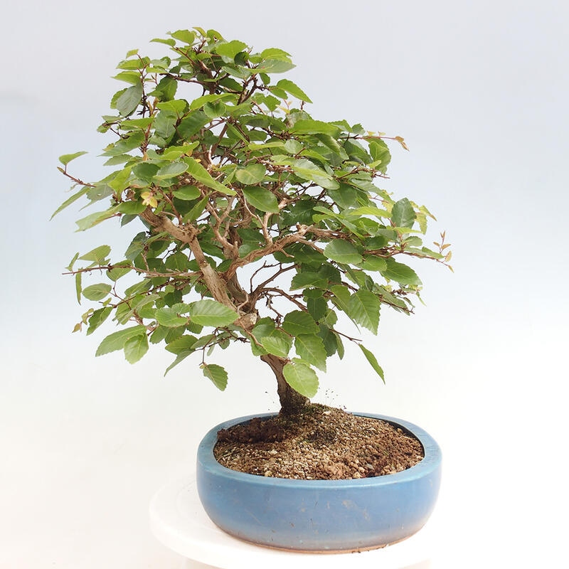 Venkovní bonsai -Carpinus CARPINOIDES - Habr korejský