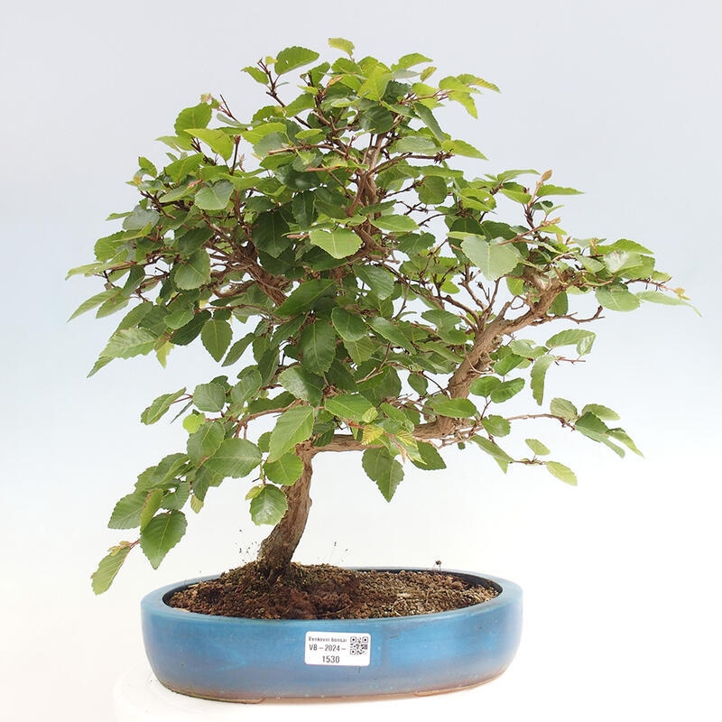 Venkovní bonsai -Carpinus CARPINOIDES - Habr korejský