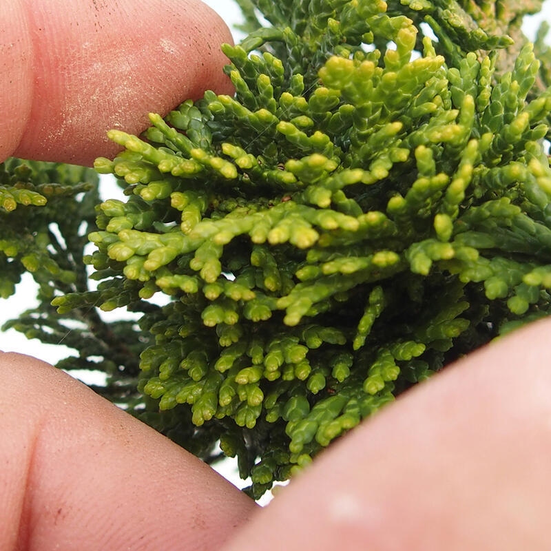 Venkovní bonsai - Cham.pis obtusa Nana Gracilis - Cypřišek