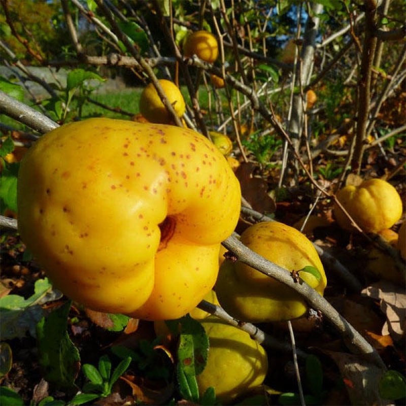 Venkovní bonsai - Chaneomeles s. Red Joy - Kdoulovec 