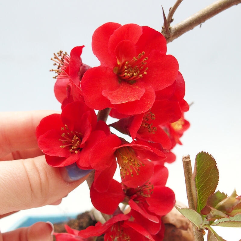 Venkovní bonsai - Chaneomeles sup. Nicoline - kdoulovec