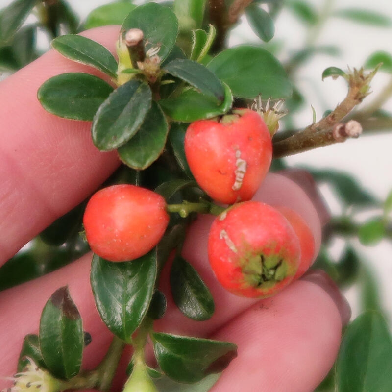 Venkovní bonsai-Cotoneaster dammeri - Skalník Damerův