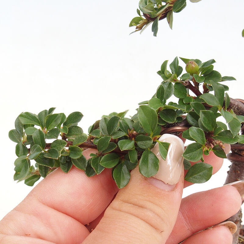 Venkovní bonsai-Cotoneaster horizontalis - Skalník