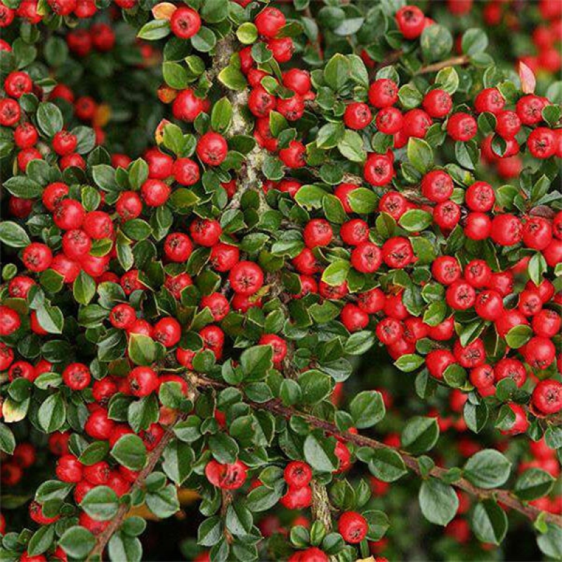 Venkovní bonsai - Cotoneaster horizontalis - Skalník