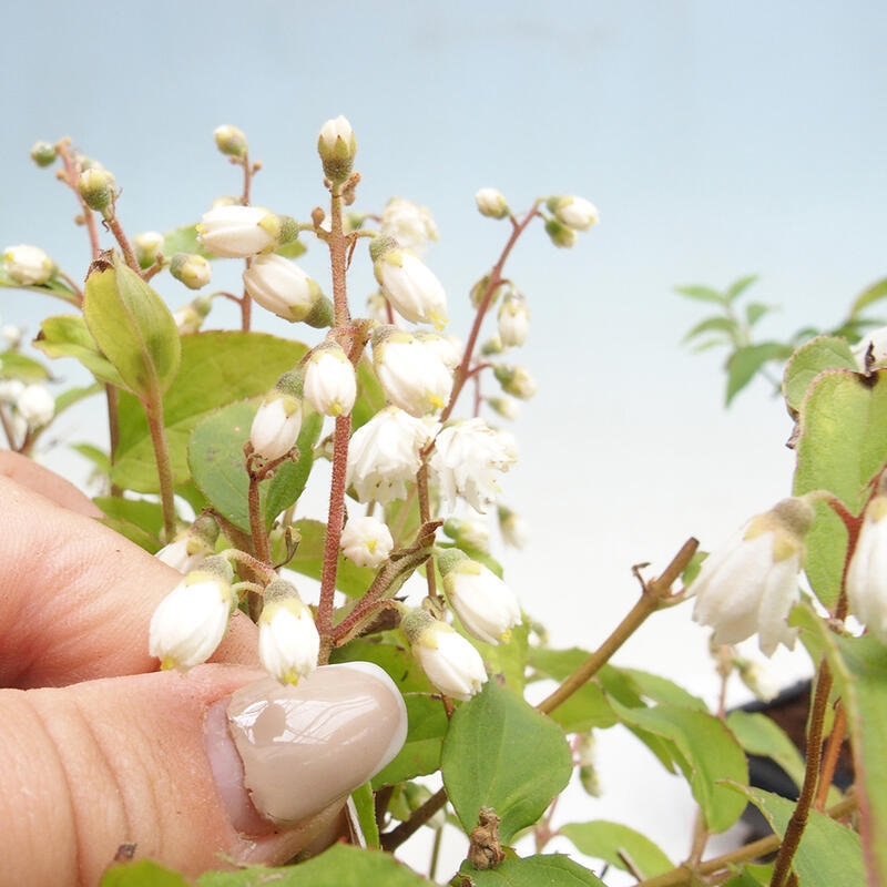 Venkovní bonsai - Deutzia scabra Candidissima - Trojpuk