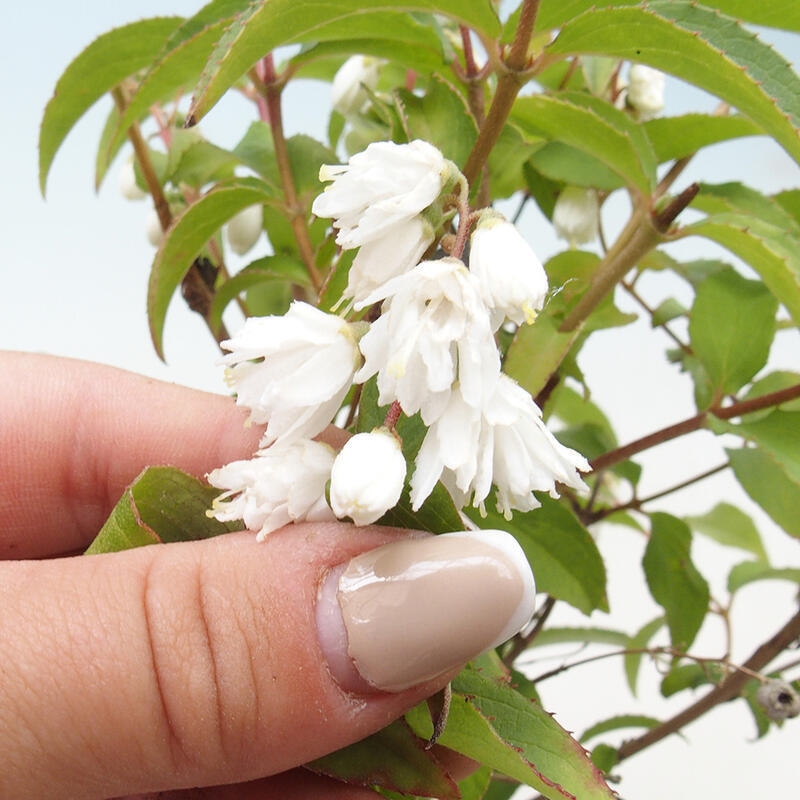 Venkovní bonsai - Deutzia scabra Candidissima - Trojpuk