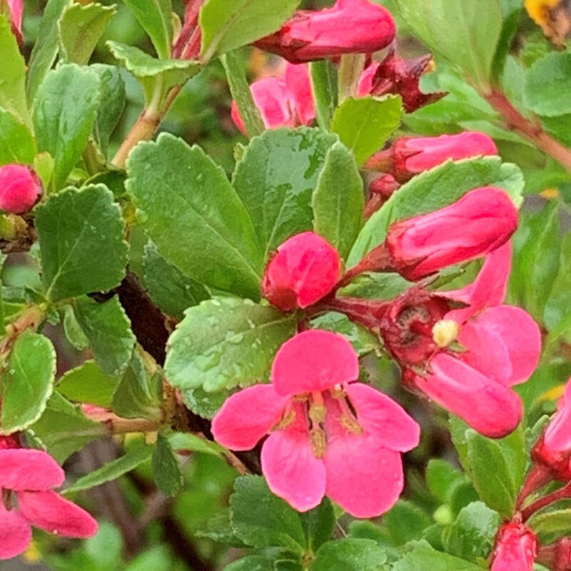 Venkovní bonsai - Escallonia 'Dart's Rosy Red' - Zábluda