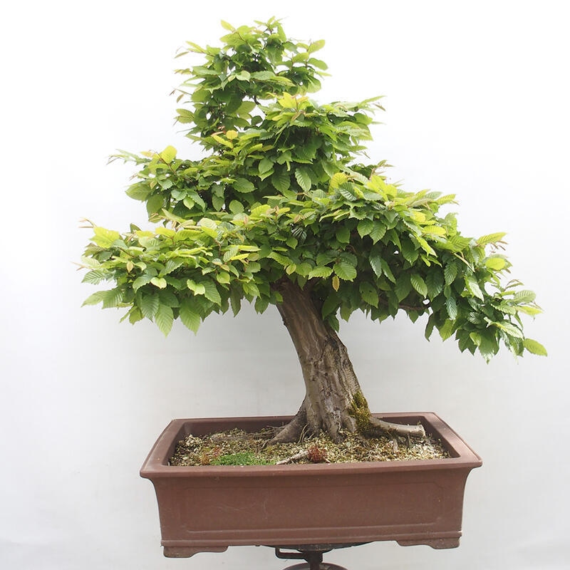 Venkovní bonsai - Habr obecný - Carpinus betulus