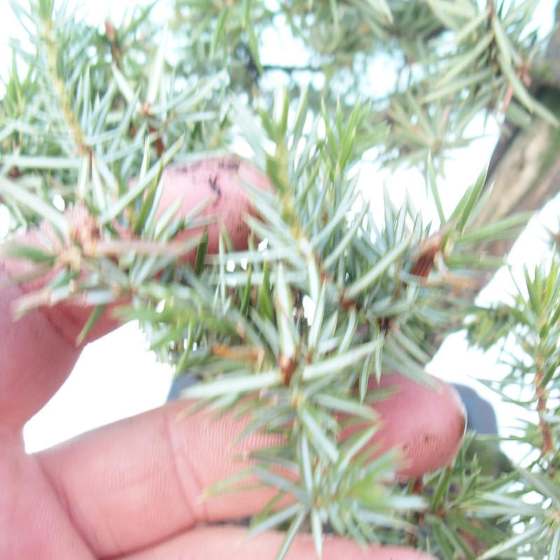 Venkovní bonsai - Jalovec rigida - Juniperus rigida