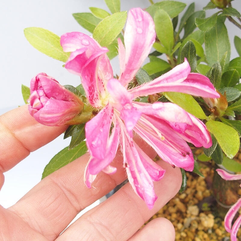 Venkovní bonsai - Japonská azalka - Azalea HANABIN