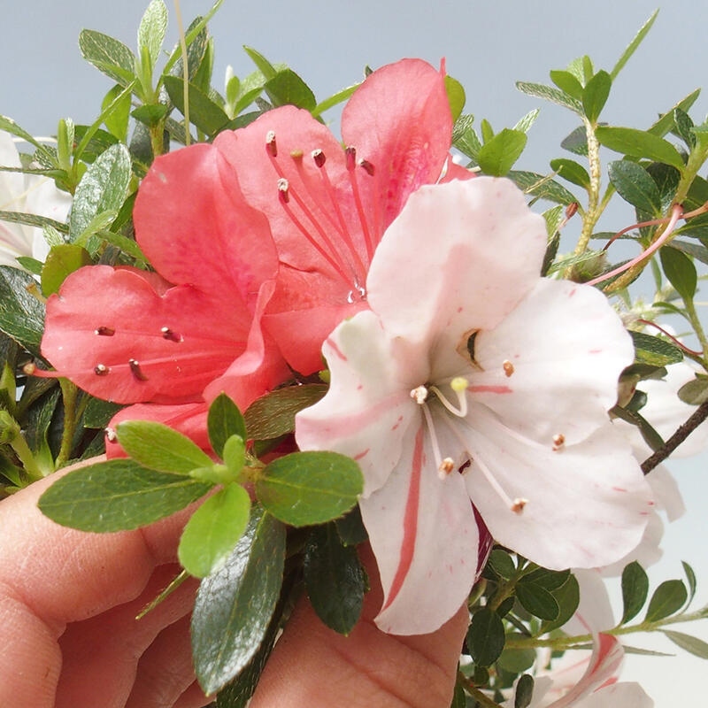 Venkovní bonsai - Japonská azalka - Azalea Kotaro