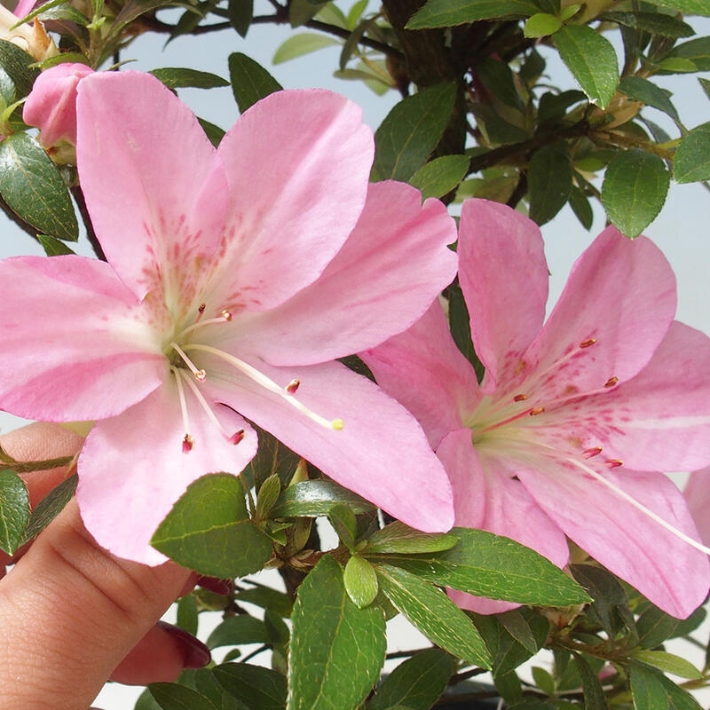 Venkovní bonsai - Japonská azalka - Azalea Nasuno