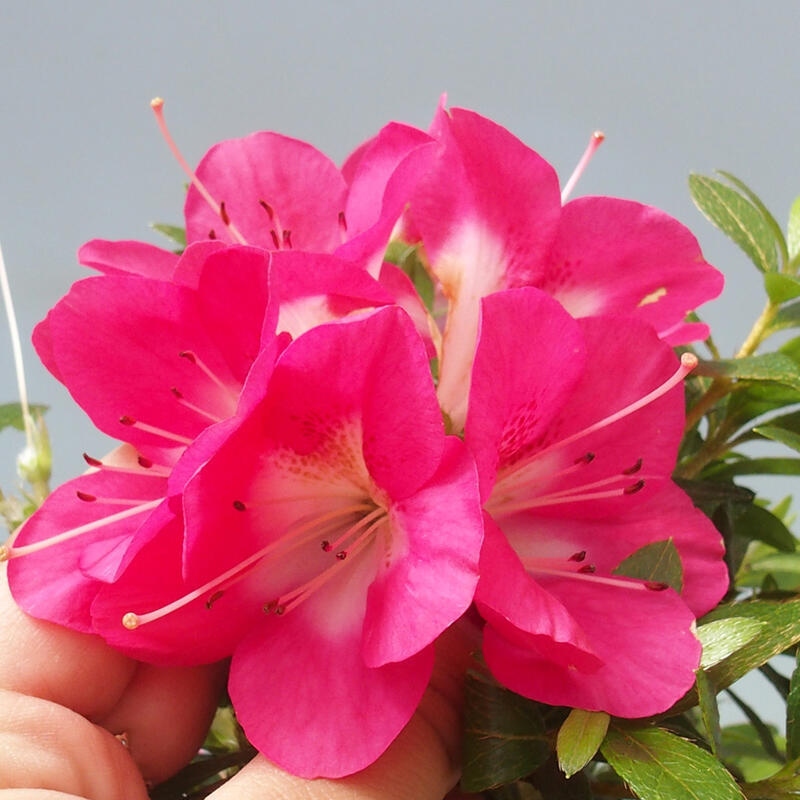 Venkovní bonsai - Japonská azalka - Azalea Reiko