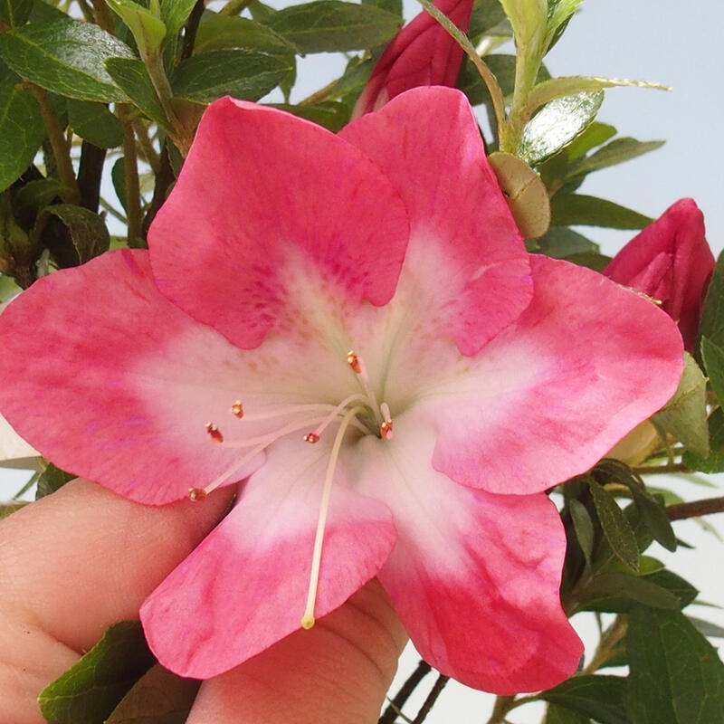 Venkovní bonsai - Japonská azalka - Azalea Rin