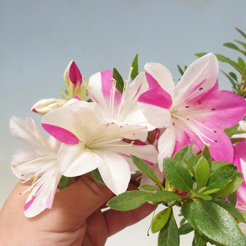 Venkovní bonsai - Japonská azalka - Azalea Ruka