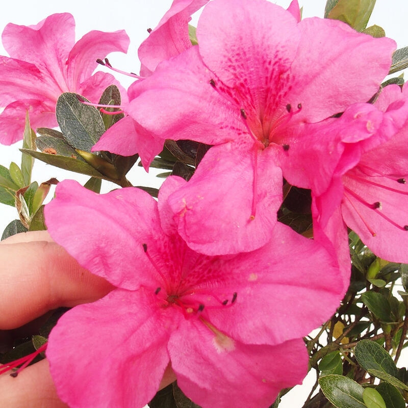 Venkovní bonsai - Japonská azalka - Azalea sp.