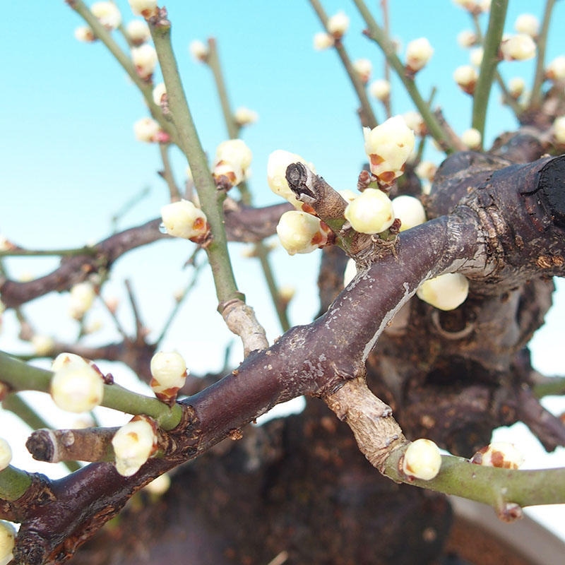 Venkovní bonsai -Japonská meruňka - Prunus Mume