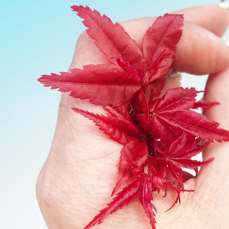 Venkovní bonsai - Javor dlanitolistý - Acer palmatum DESHOJO